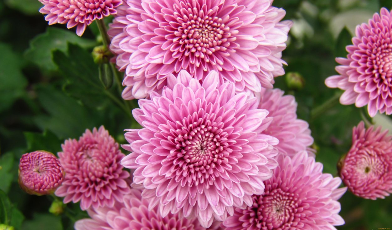 Хризантема Арлекин