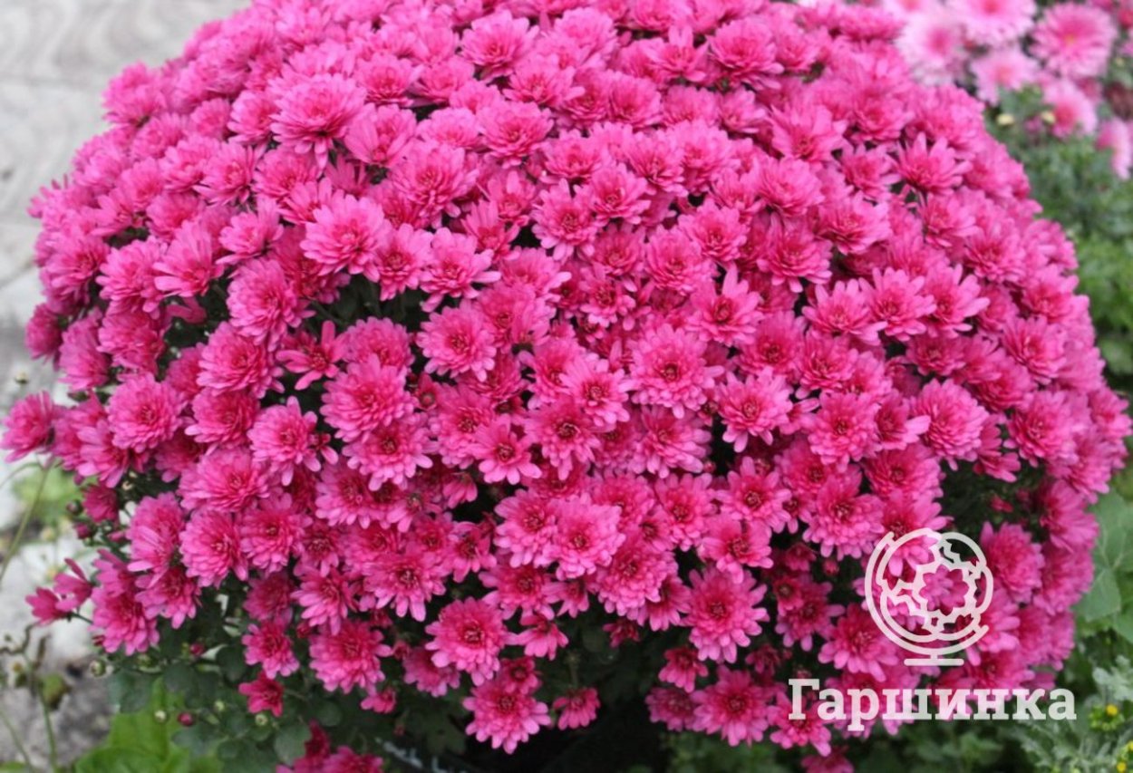 Хризантема Розанна