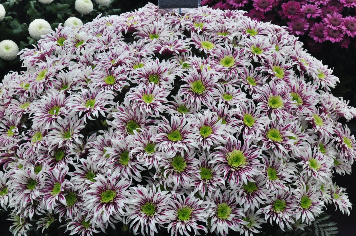 Софтон Хризантема куст