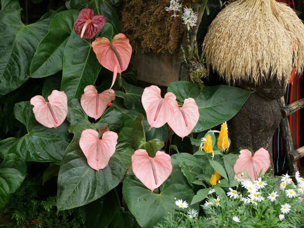 Антуриум в дикой природе