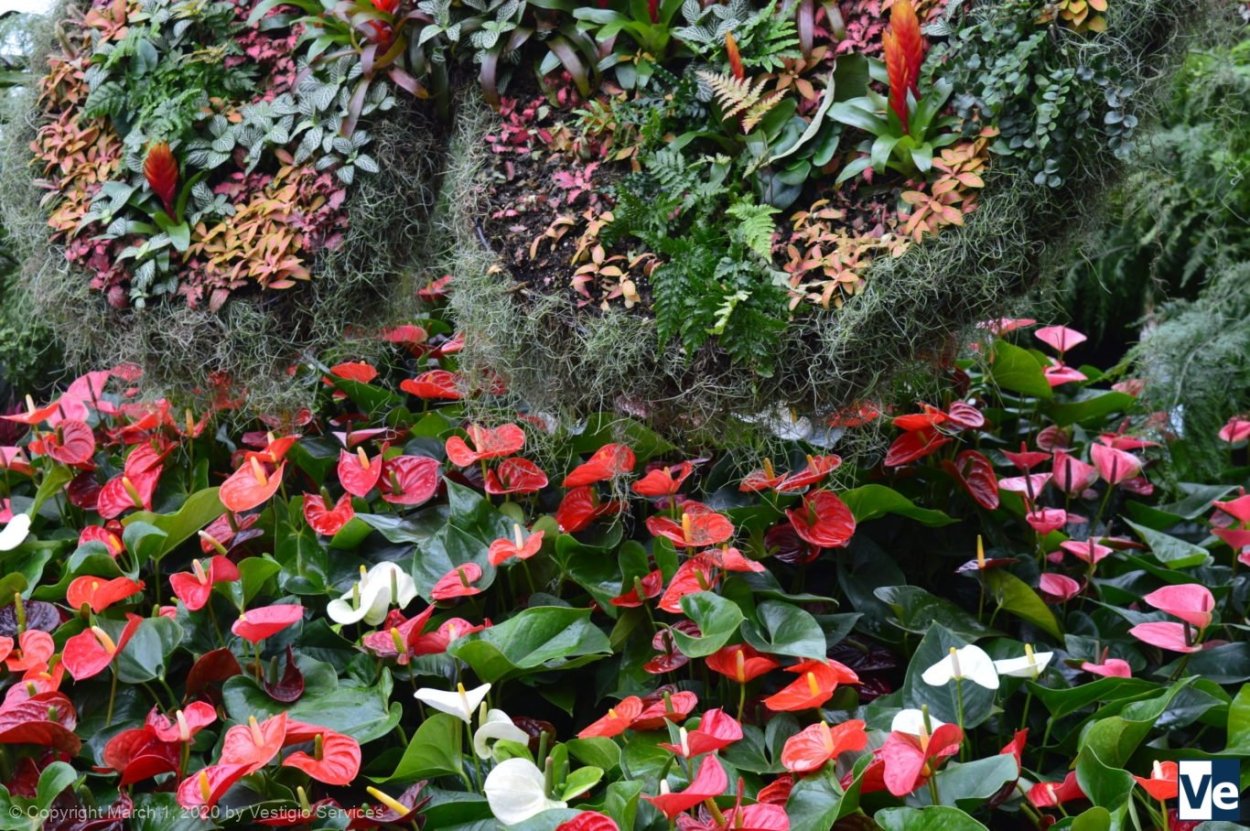 Антуриум в дикой природе