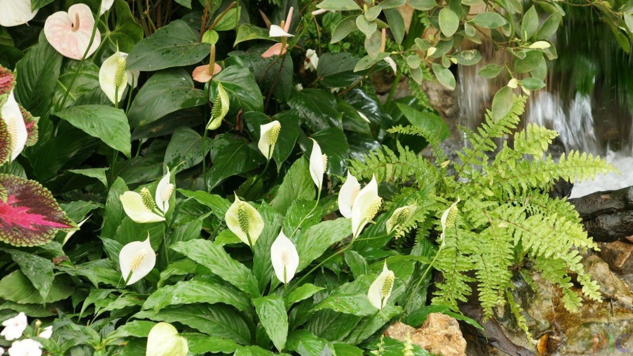 Антуриум Фламинго Браун