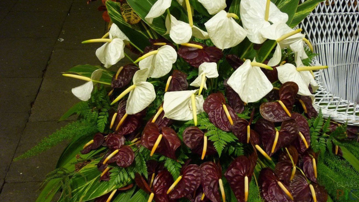 Тропики растения