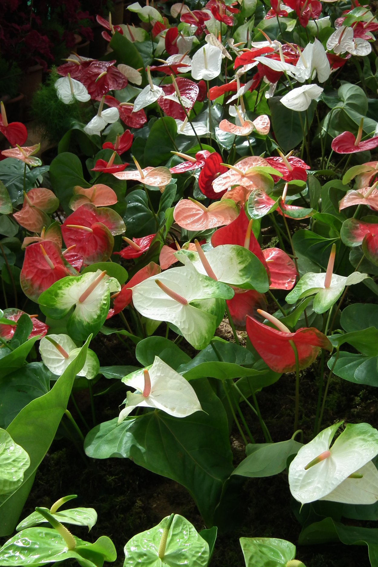 Колоказия цветет красные цветки