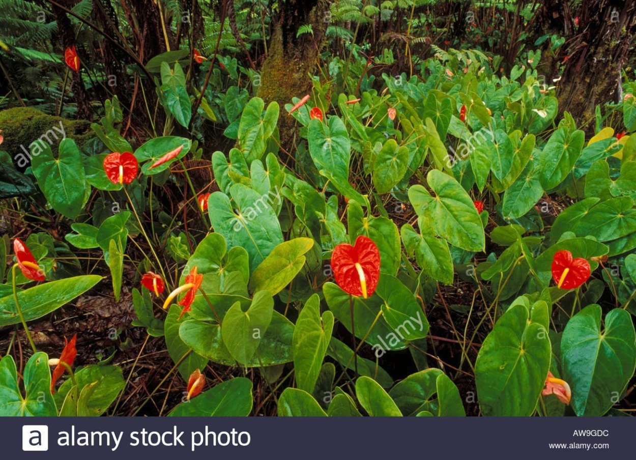Антуриум в дикой среде