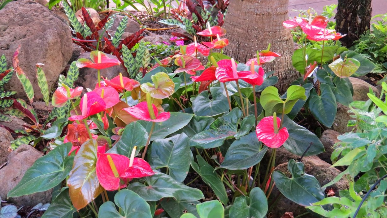 Антуриум в дикой природе