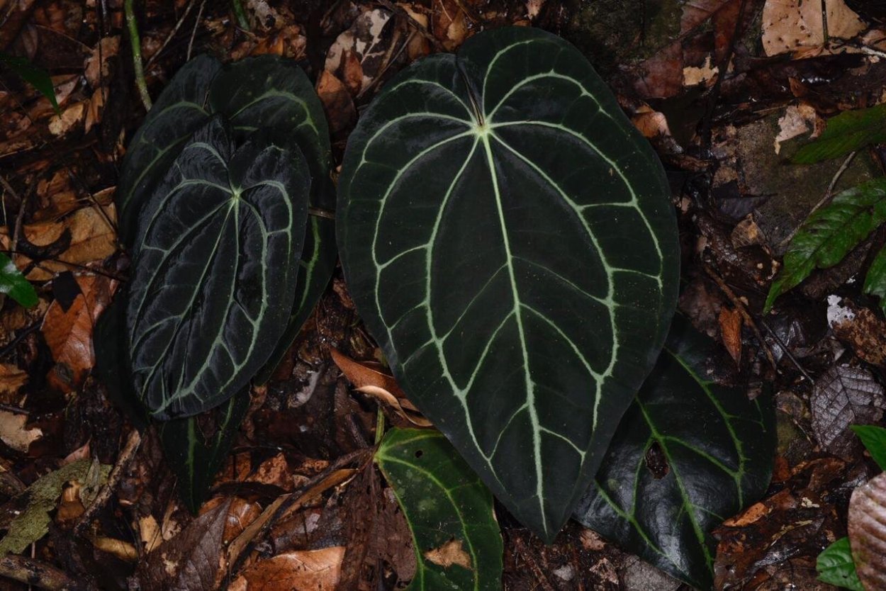 Anturis цветок