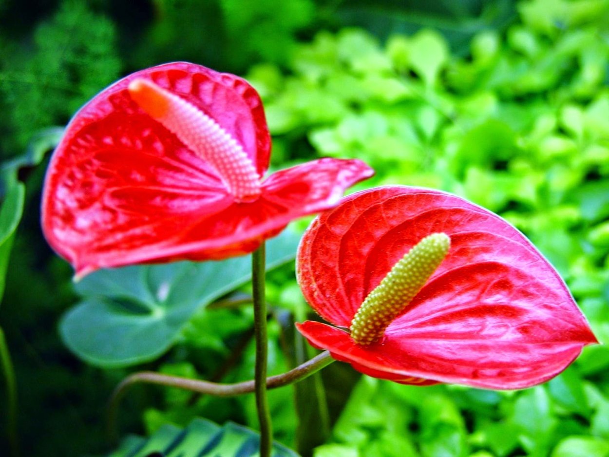 Антуриум дикий