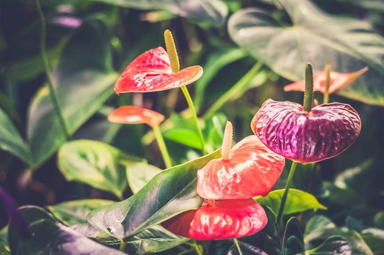 Антуриум пентафиллум