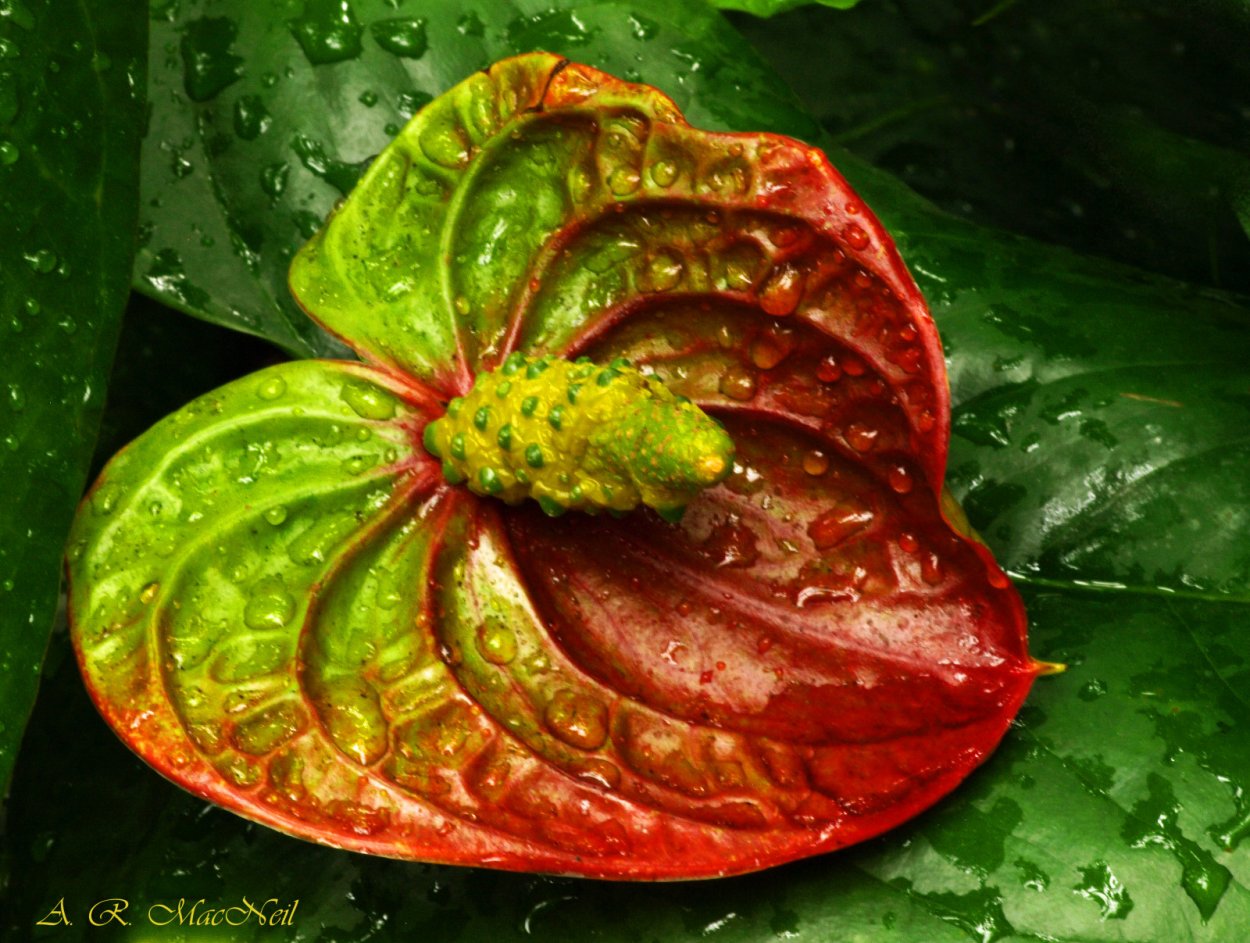 Антуриум Шерцера