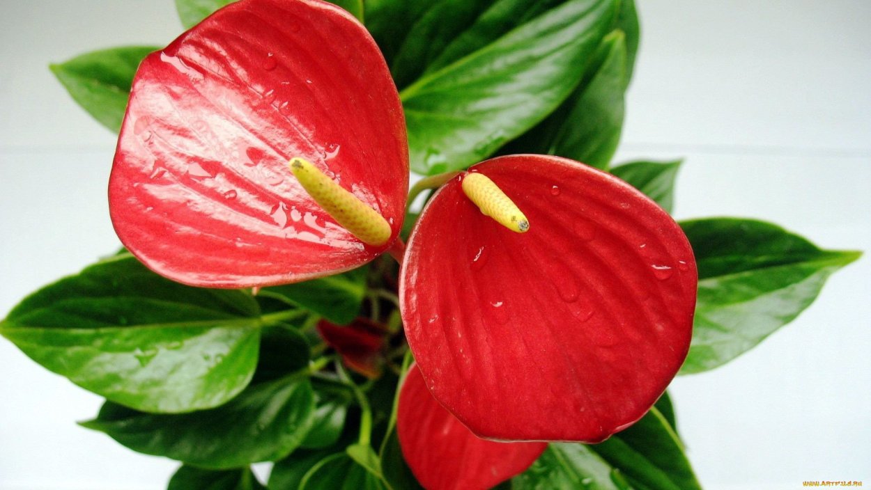 Антуриум феска