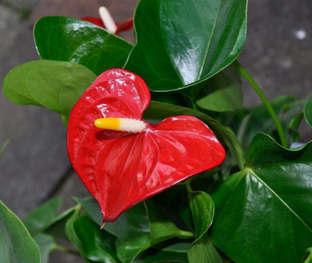 Антуриум Аляска