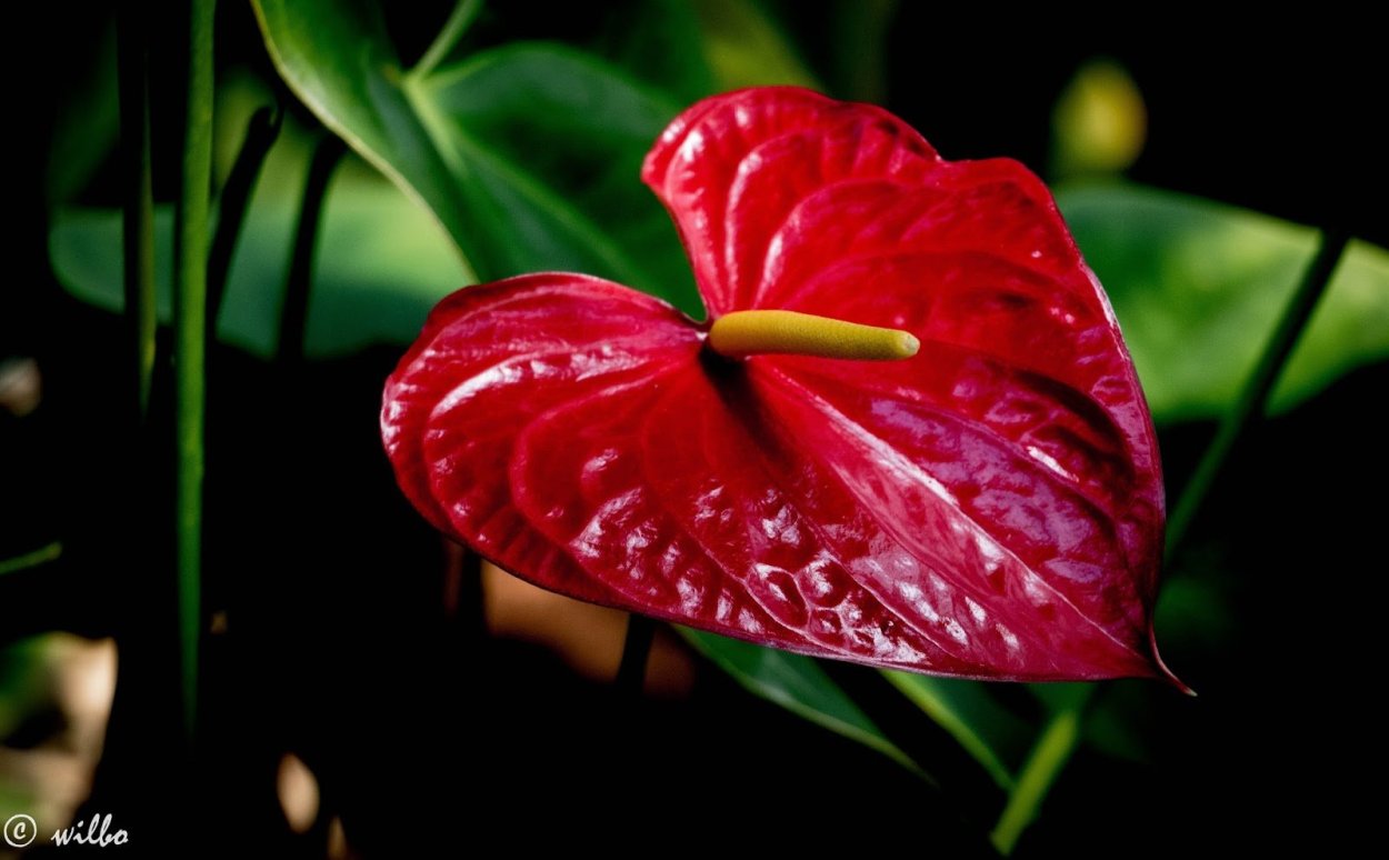 Антуриум Андре Отазу Браун