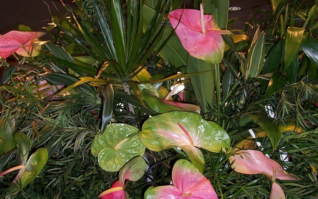 Антуриум Amazon