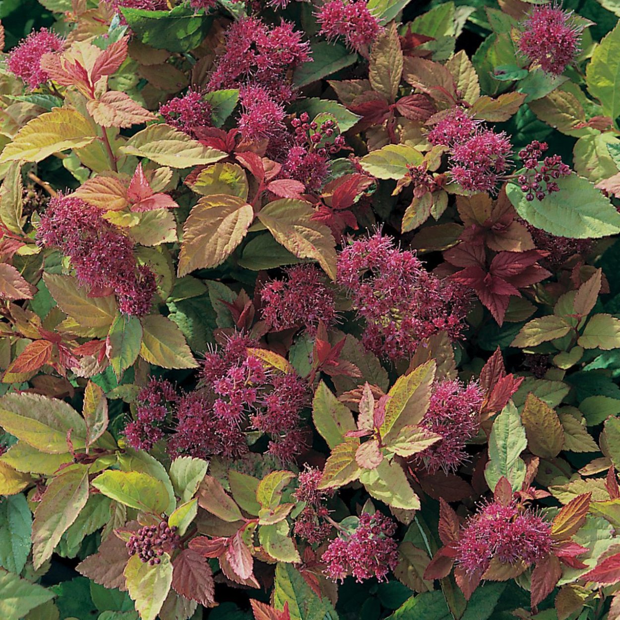 Спирея густоцветная