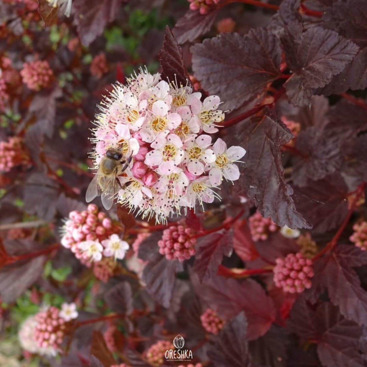 Спирея Zigeunerblut