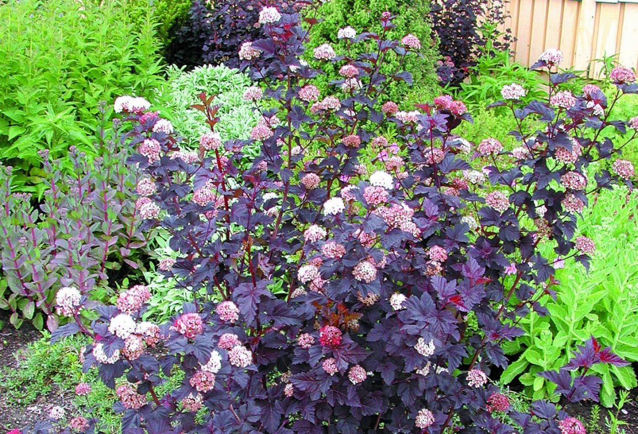 Спирея будлея