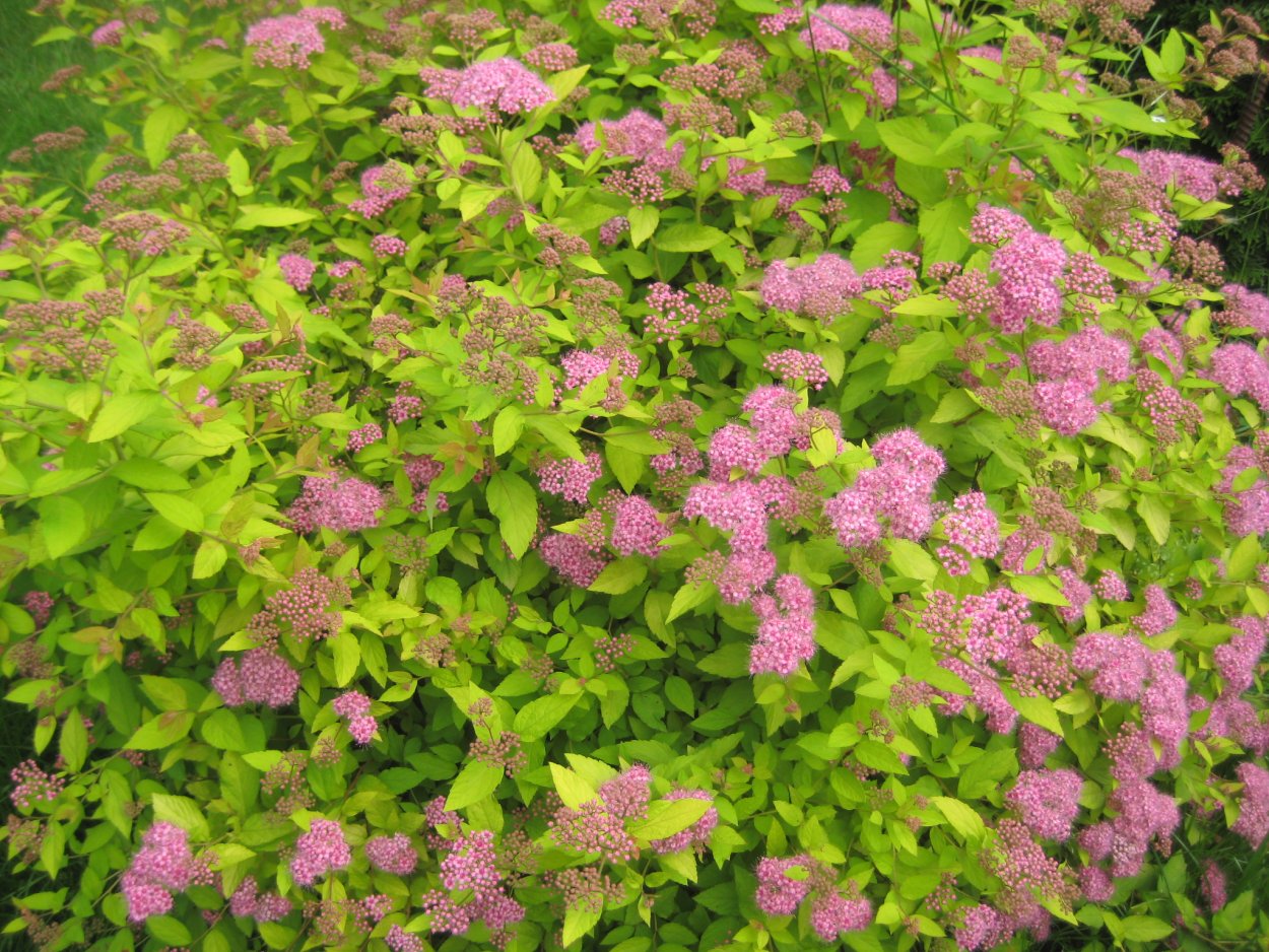 Спирея ползучая