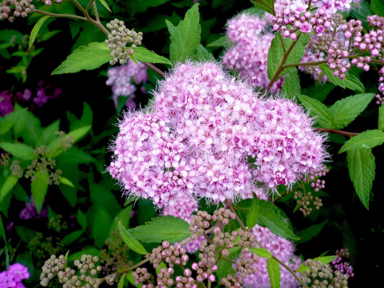 Спирея японская Широбана