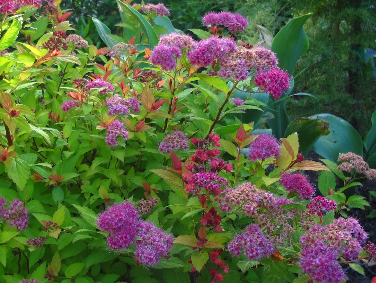 Спирея японская 'Darts Red'