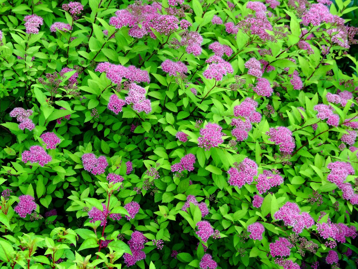 Спирея Бумальда Фробели