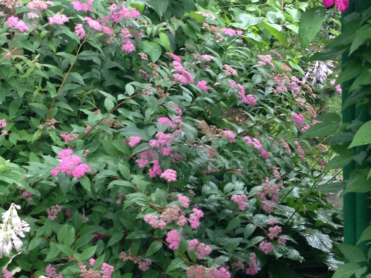 Спирея Королевская