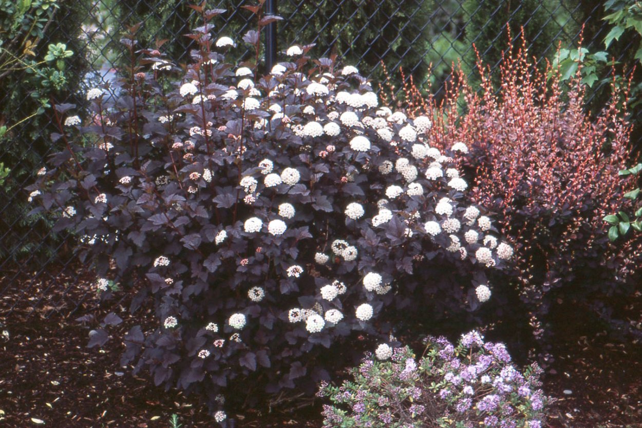 Спирея японская (Spiraea japonica &#96;Goldflame&#96;)