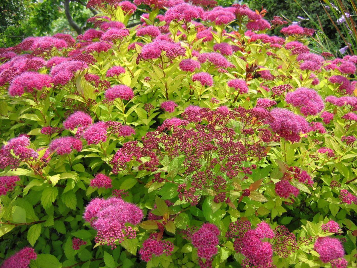 Спирея японская Spiraea japonica crispa