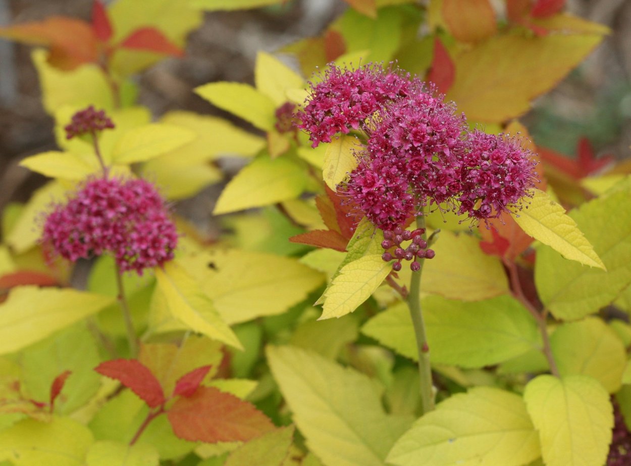 Спирея Файерлайт