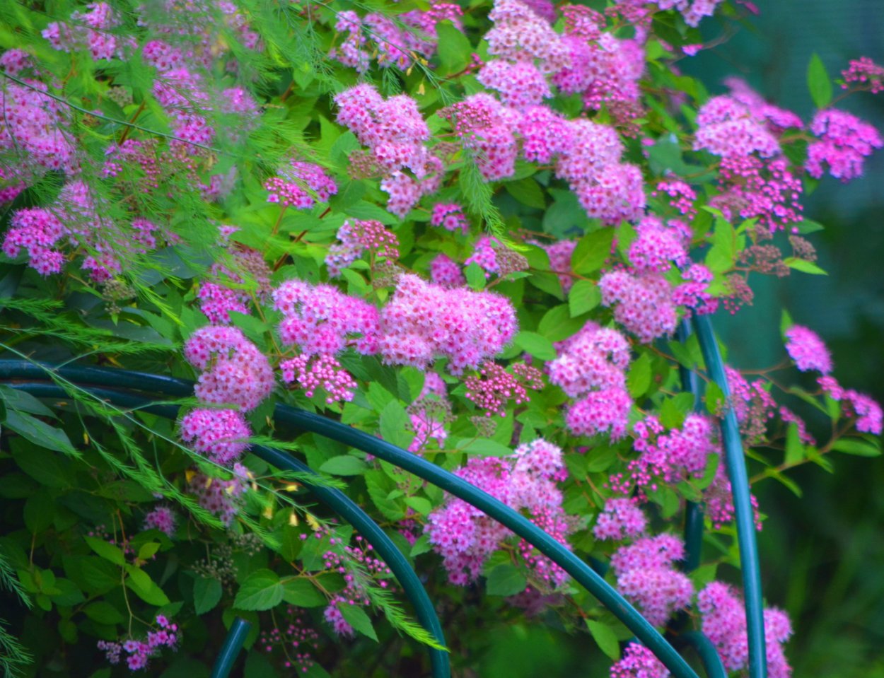 Спирея таволга спирея