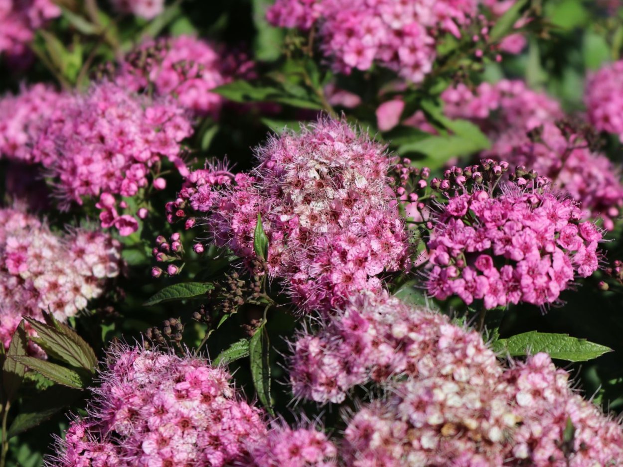 Спирея Бумальда