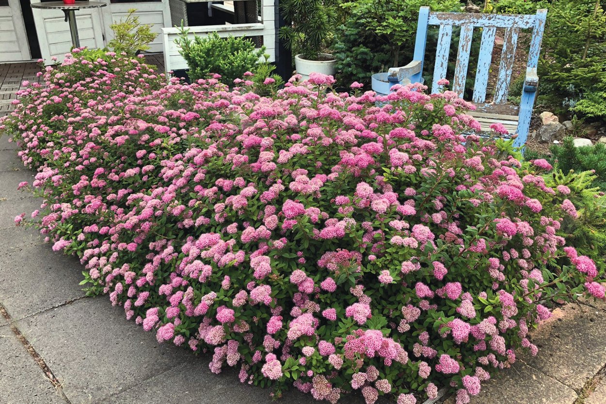 Спирея японская Фробели