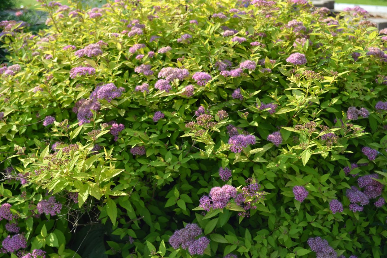 Спирея Оденсала