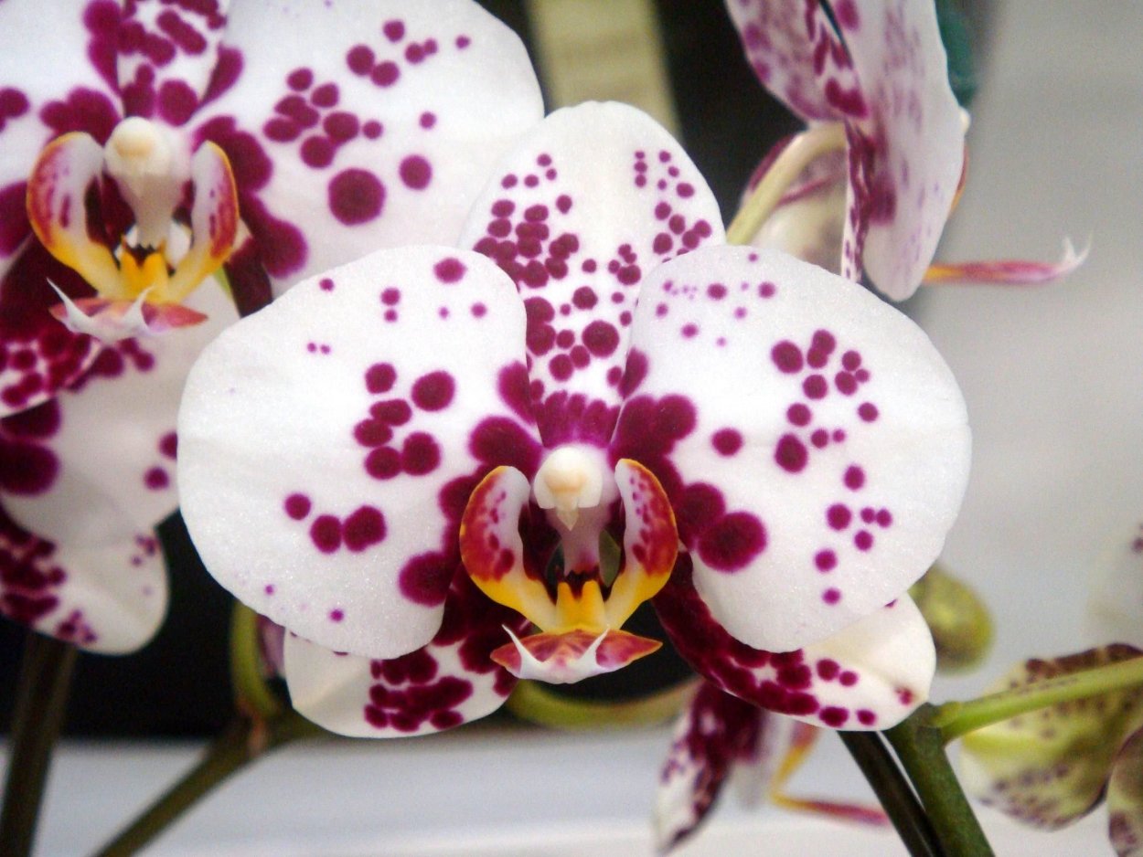 Орхидея Phalaenopsis Kellion