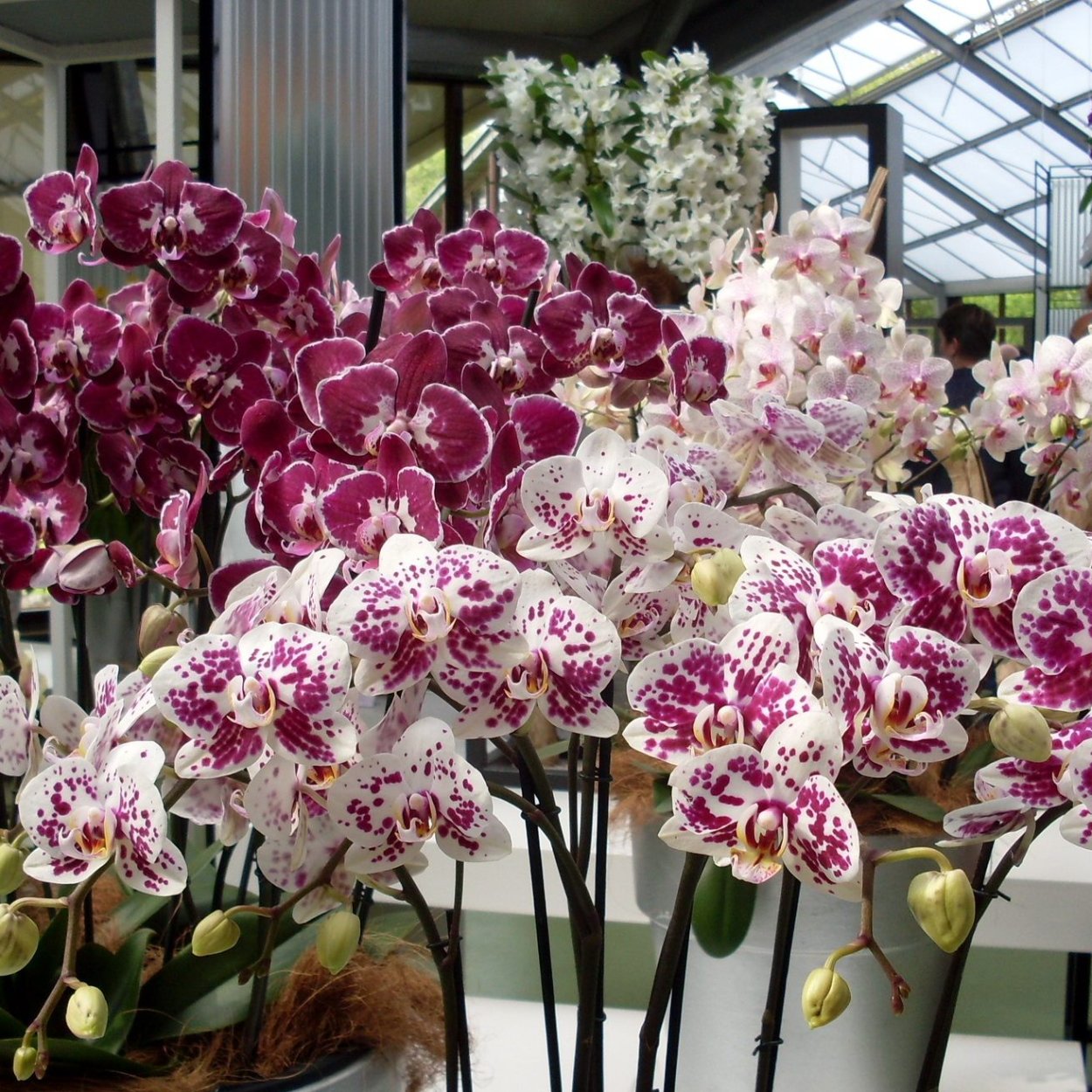 Орхидея Еллоу Мотлед