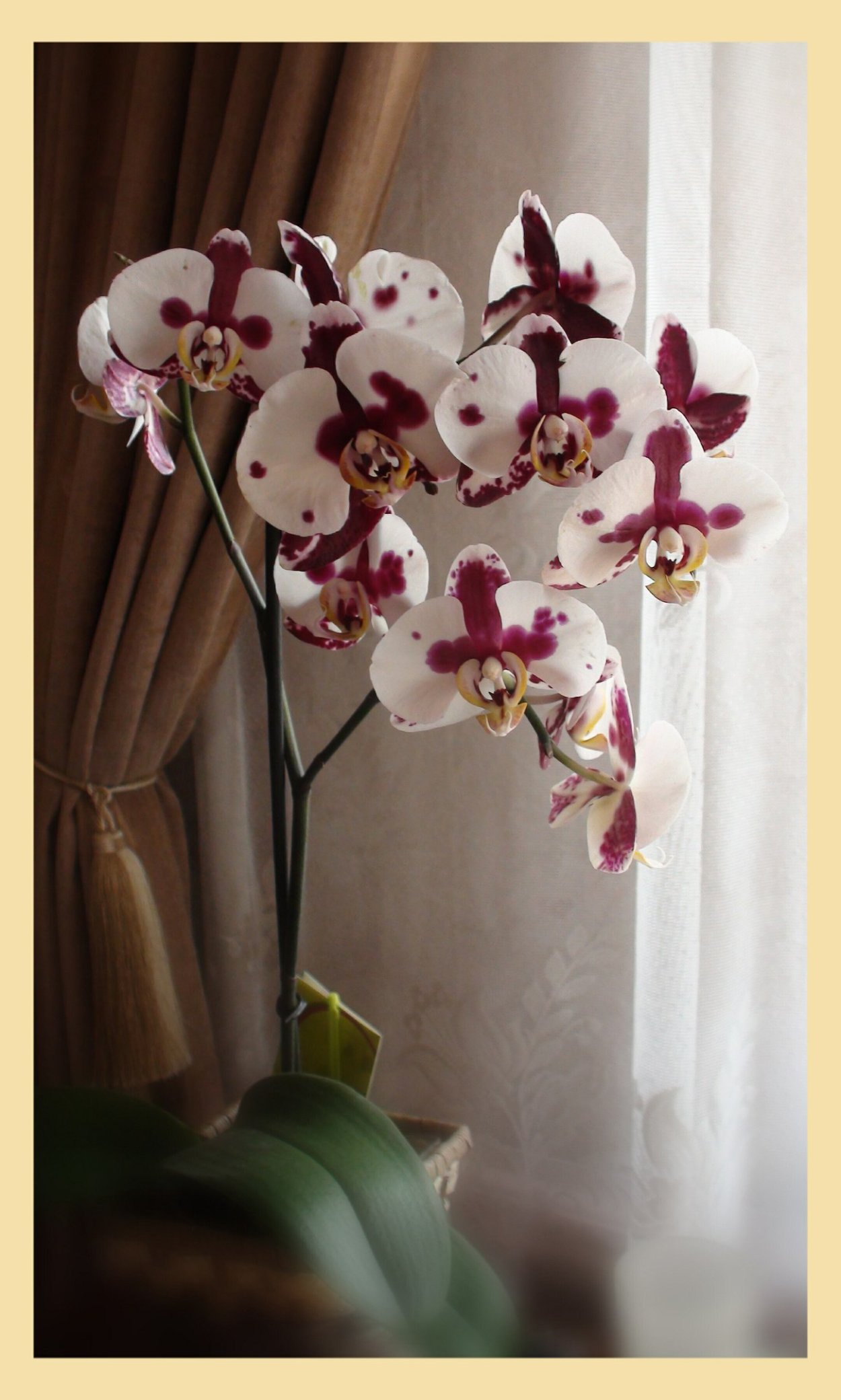 Орхидея Rhynchostylis gigantea spotted