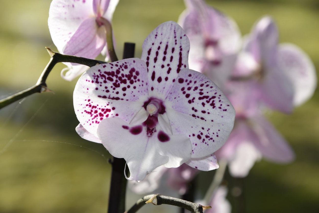 Орхидея фаленопсис Далматин