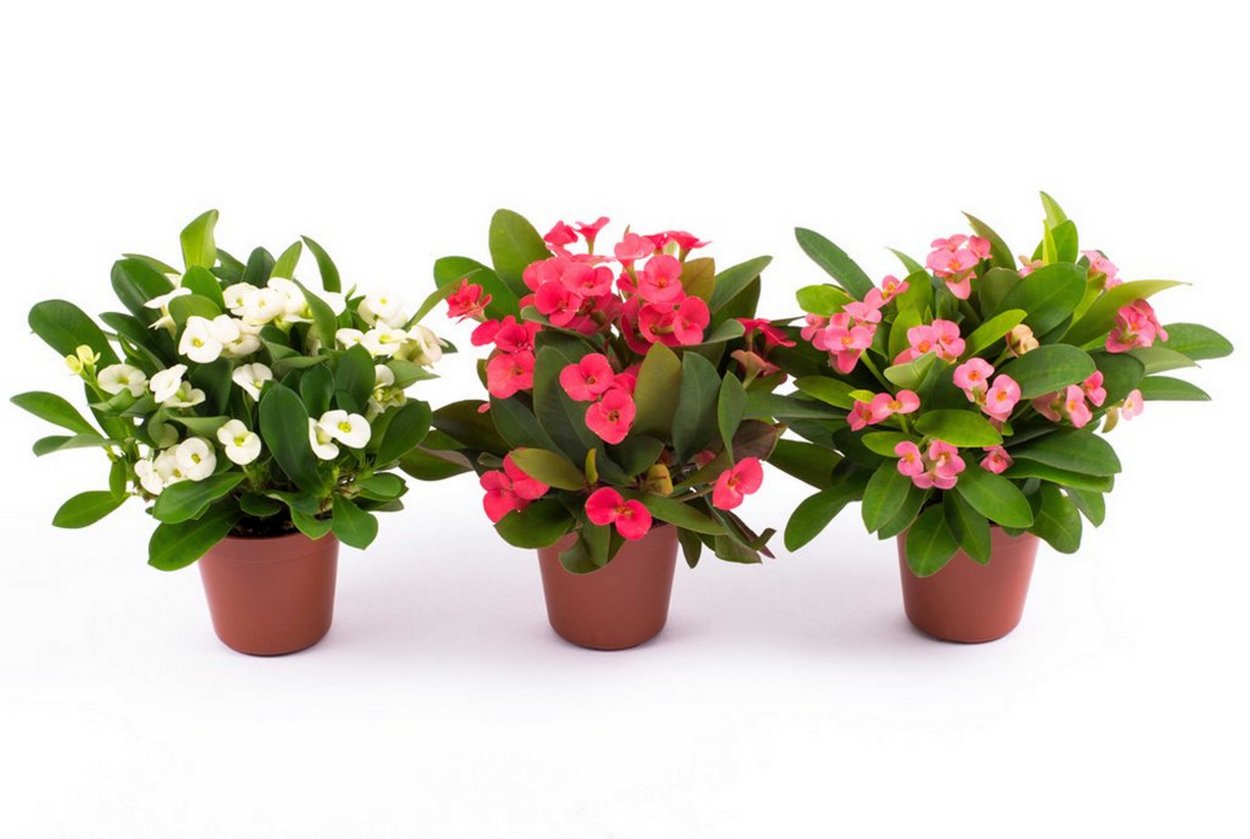 Эуфорбия молочай