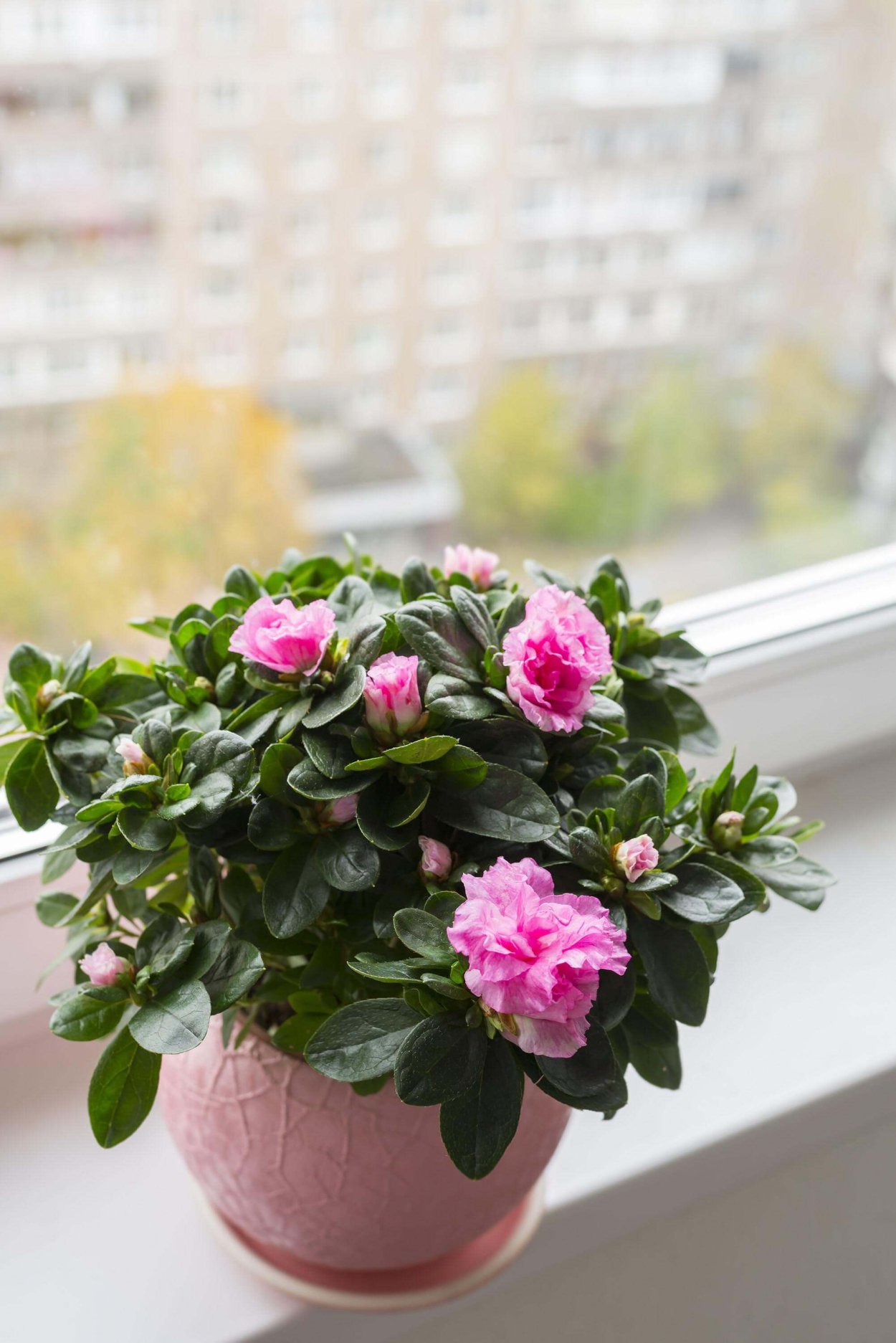 Комнатные растения цветущие зимой