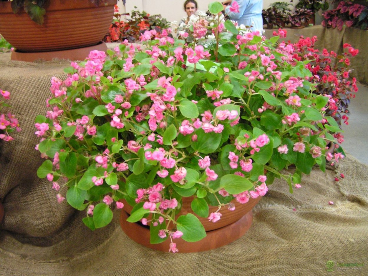 Бегония вечноцветущая ампельная
