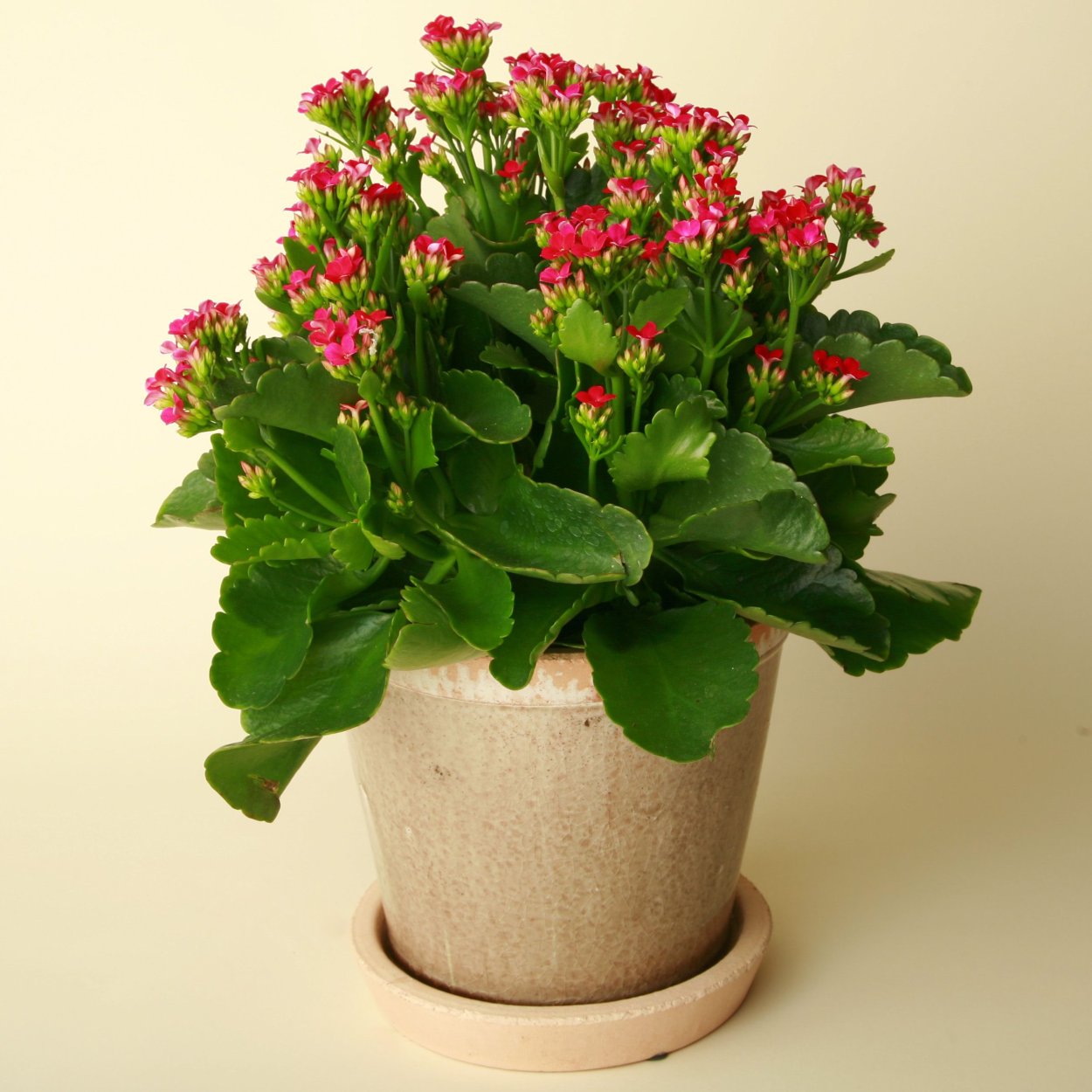 Каланхоэ Блоссфельда