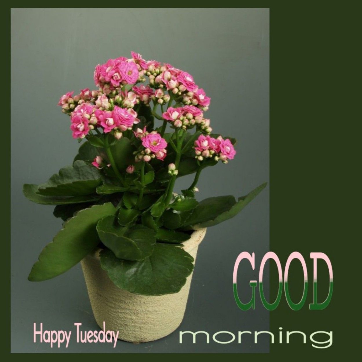 Каланхоэ Блоссфельда