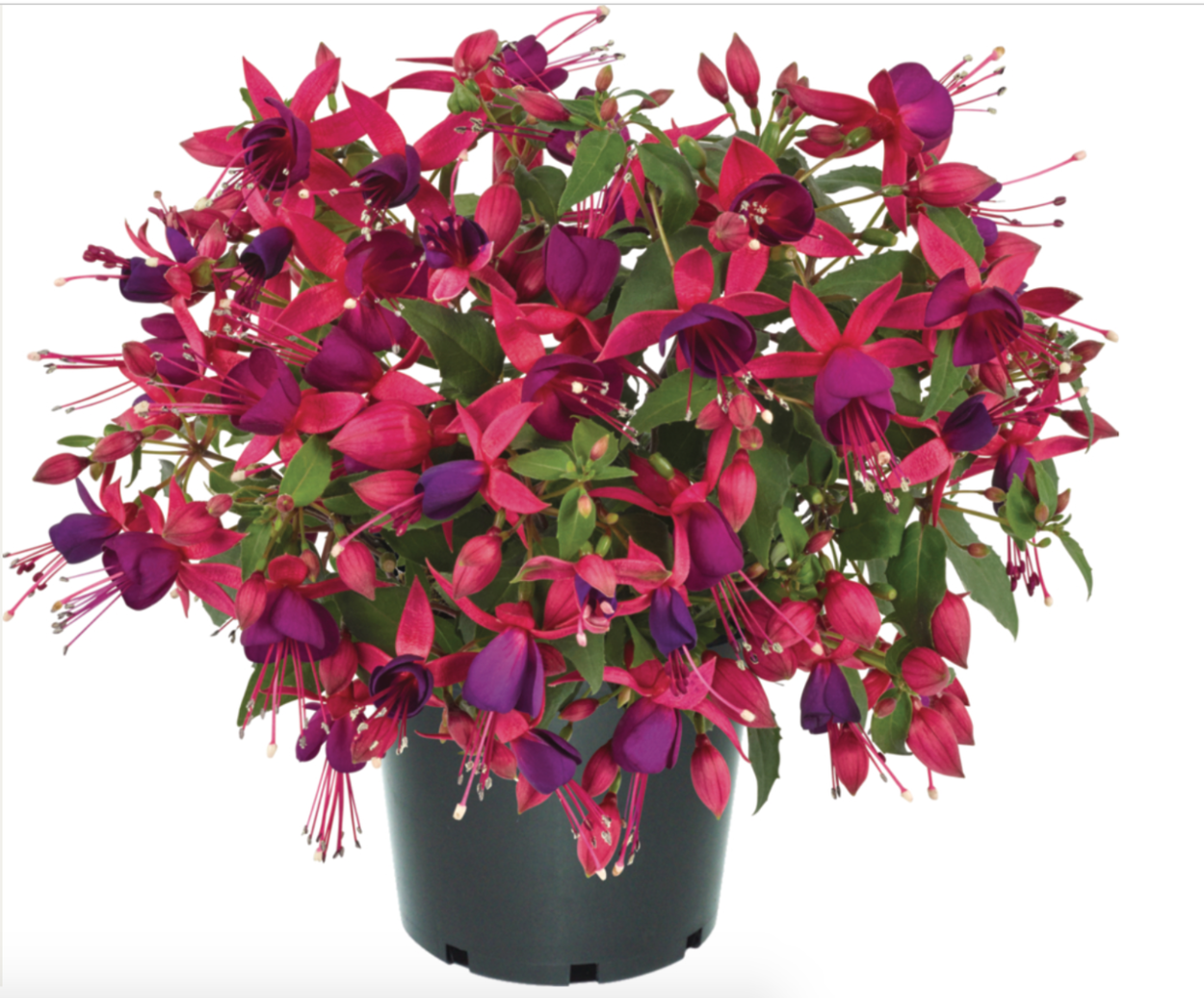 Фуксия ампельная