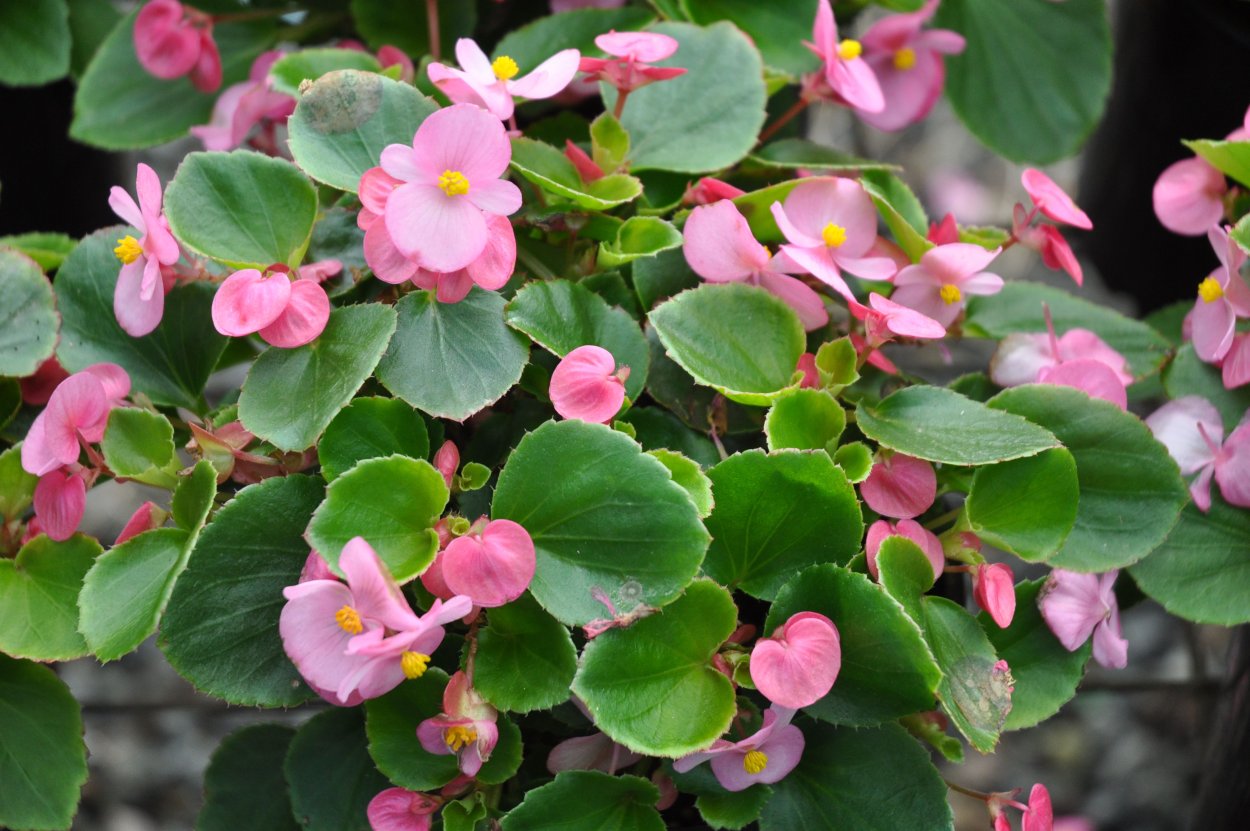 Бегония вечноцветущая розовая