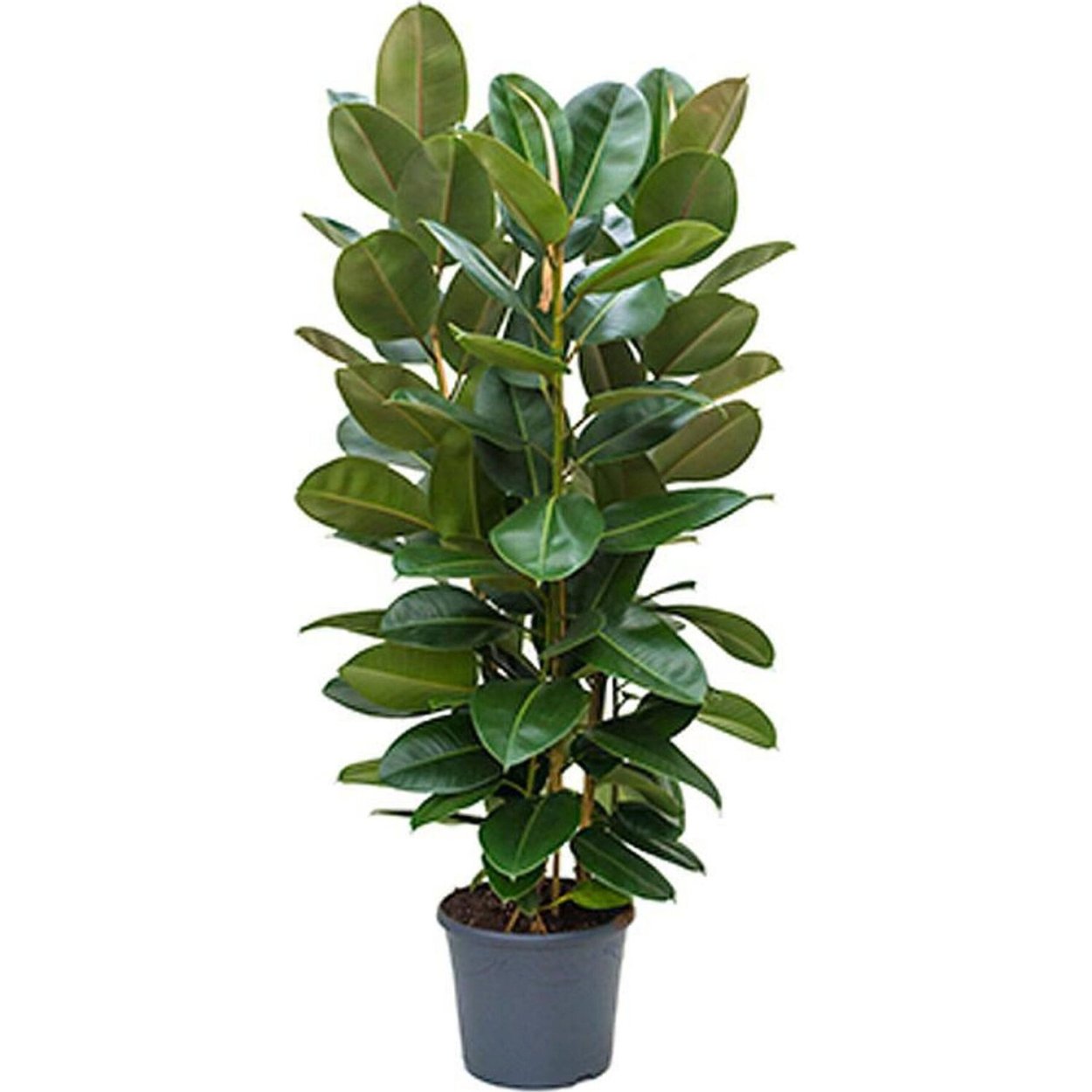 Фикус каучуконосный Робуста