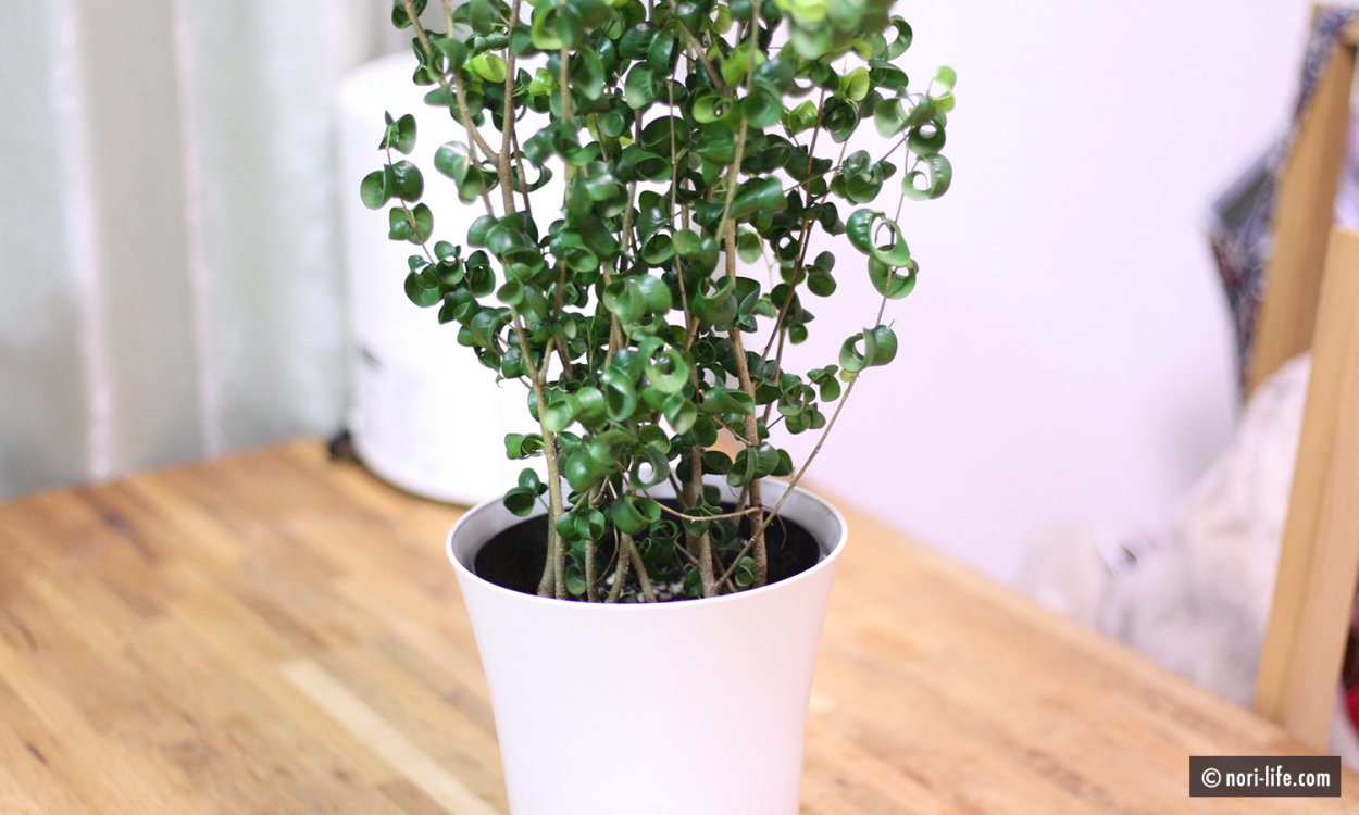 Фикус разнолистный