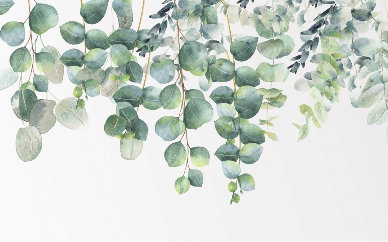 Фикус толстолистный