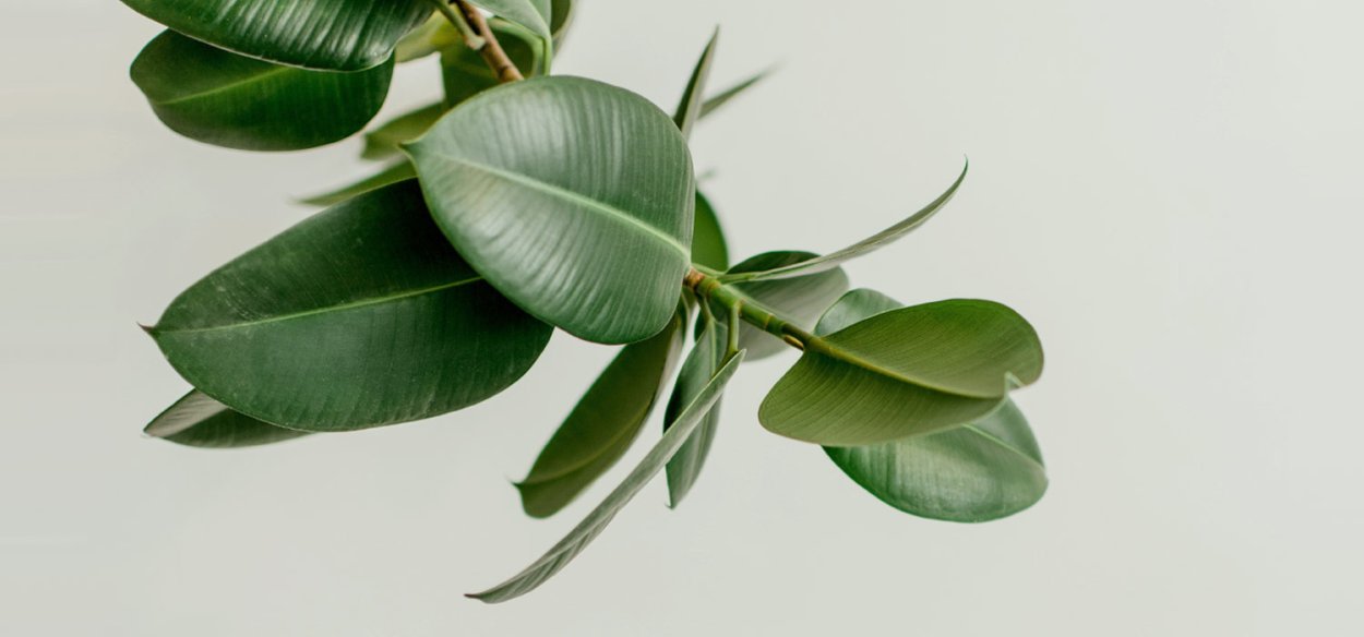 Ficus elastica Leaf isolated