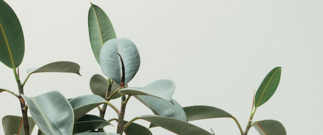 Фикус Триангулярис