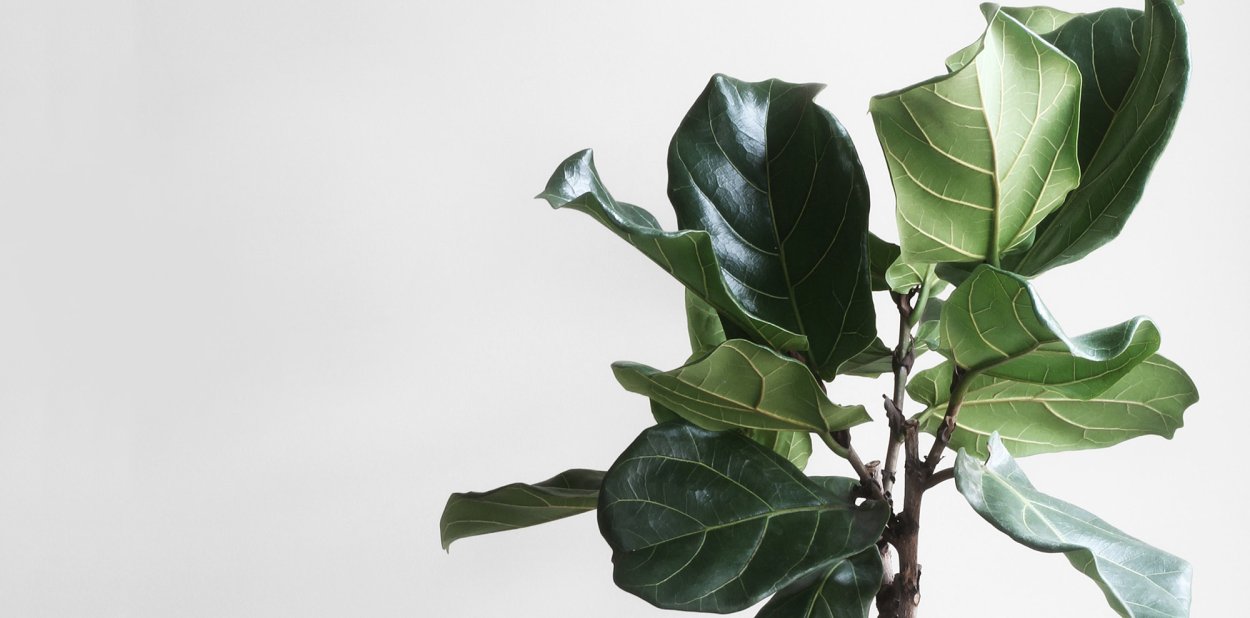 Фикус лирата лист